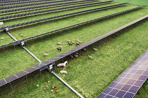 Aerial view of solar panels and sheep eating on a green grass field.