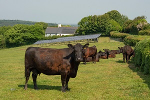 2R66RWP angus cows and calves with solar panels behind